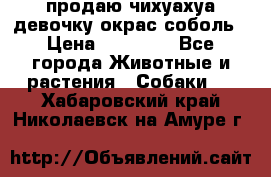 продаю чихуахуа девочку,окрас соболь › Цена ­ 25 000 - Все города Животные и растения » Собаки   . Хабаровский край,Николаевск-на-Амуре г.